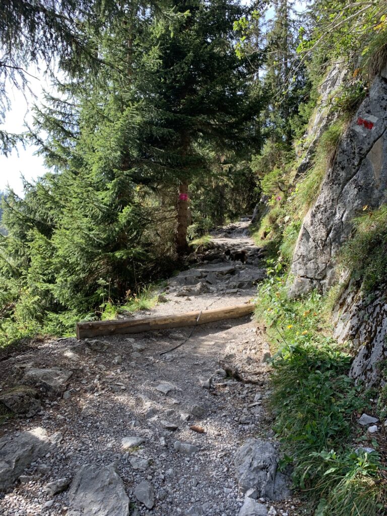 Wanderweg durch den Wald beim Hinterstockensee, steiniger Pfad mit roten Markierungen