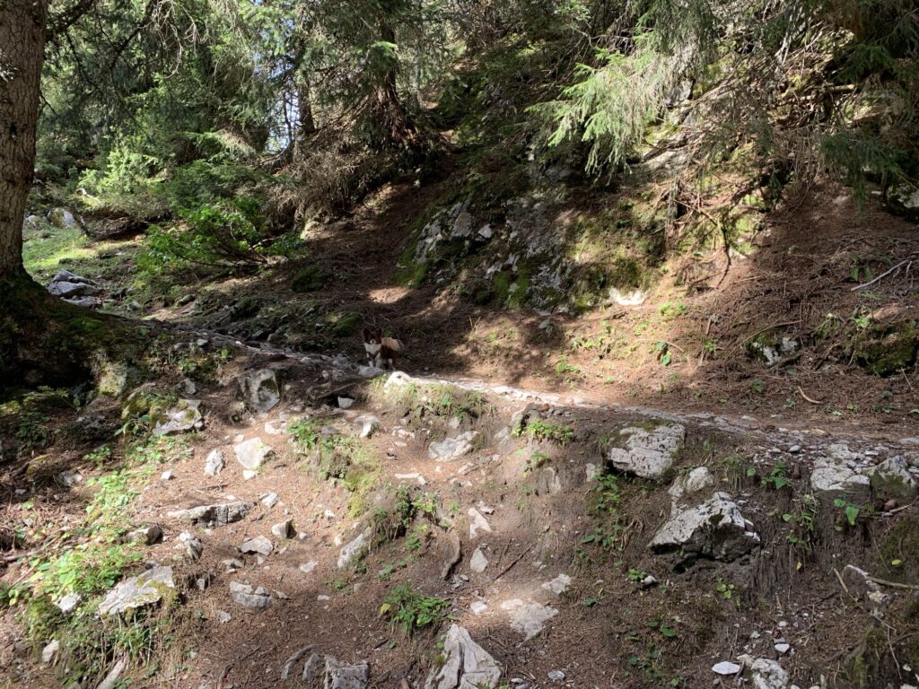 Schmaler Waldweg mit Steinen und Baumwurzeln beim Aufstieg zum Chrindli am Stockhorn, Hund unterwegs im Schatten.
