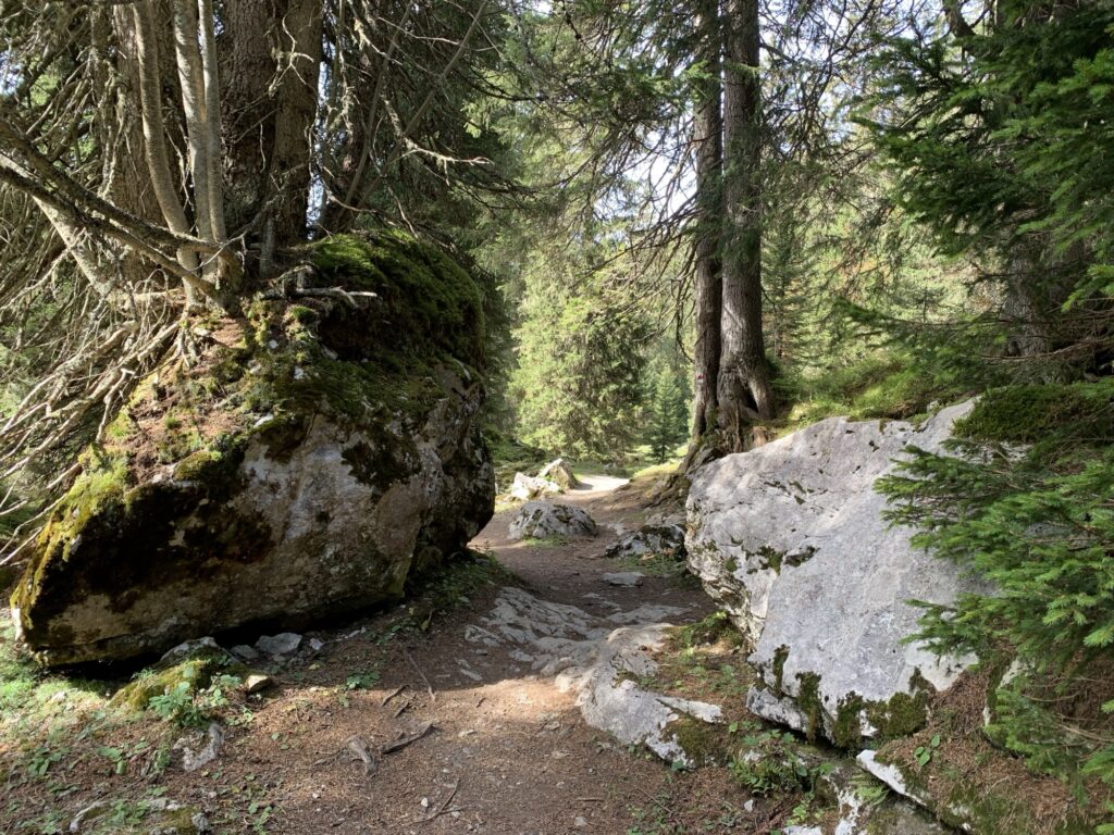Wanderpfad durch einen mystischen Tannenwald mit moosbewachsenen Felsen, Berner Oberland.
