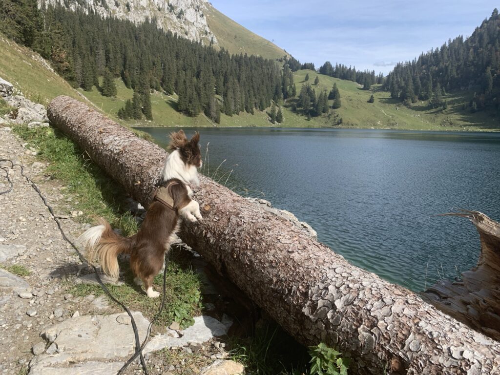 Hund am Oberstockensee im Berner Oberland, neugierig am Ufer mit Blick über den Bergsee zum Stockhorn.