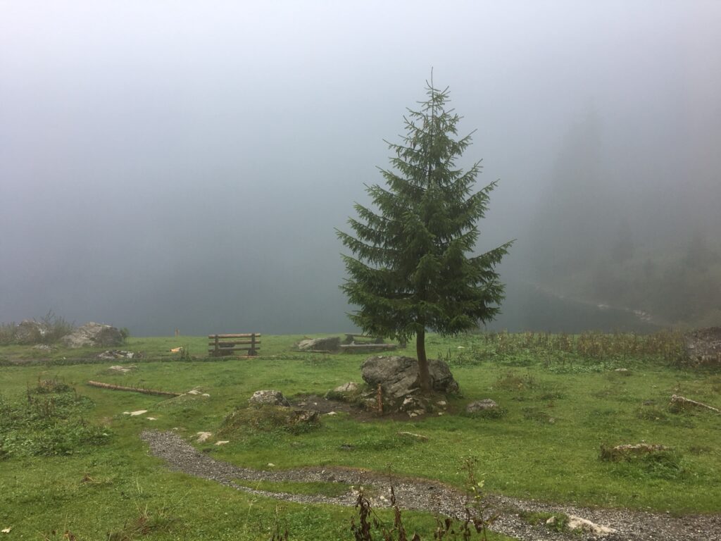 Einzelne Tanne vor dichtem Nebel, daneben Bank und Felsblöcke.