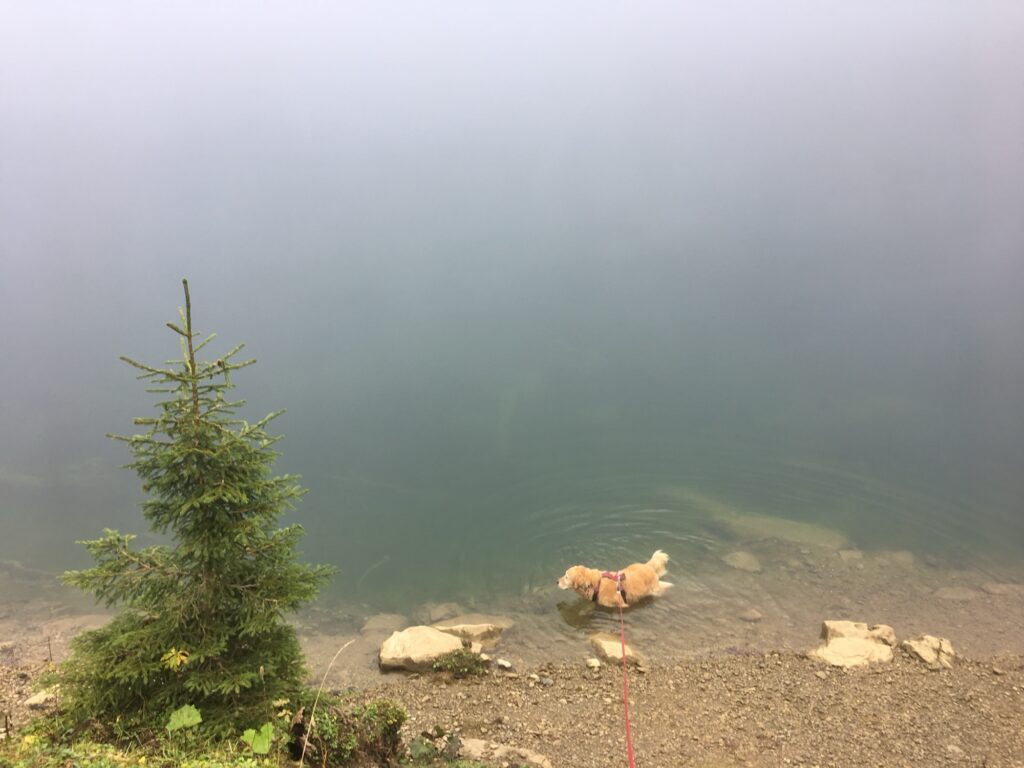Hund steigt am nebligen Seeufer ins Wasser, kleine Tanne im Vordergrund.