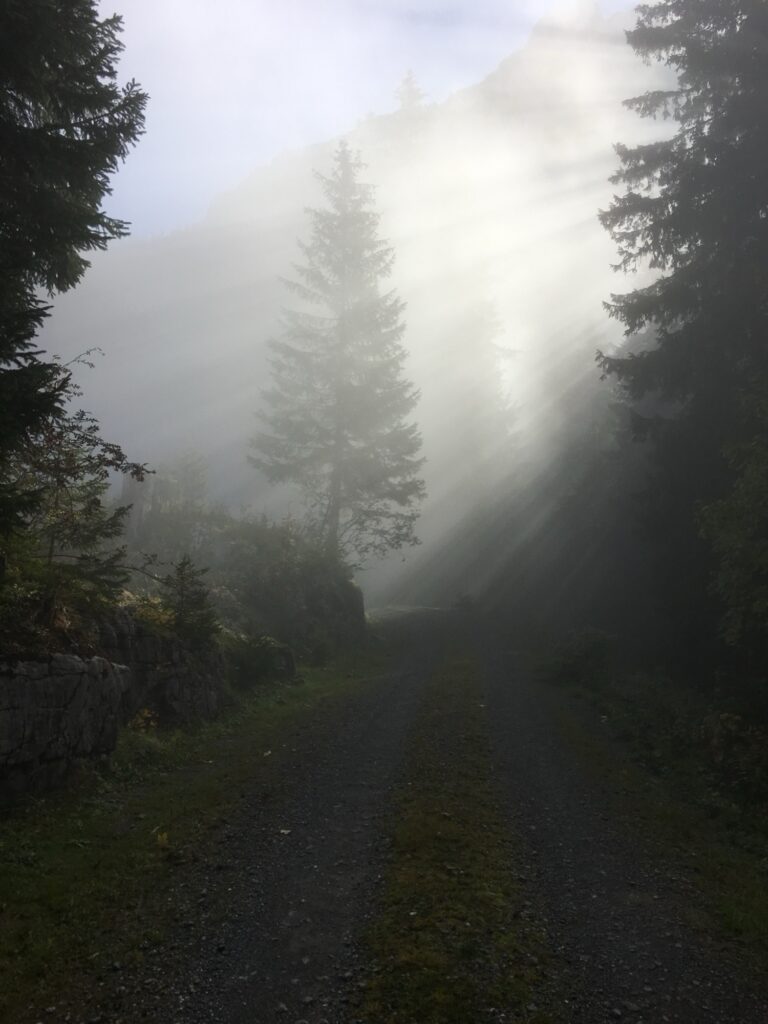Waldweg im Nebel, Sonnenstrahlen fallen zwischen den Bäumen hindurch.