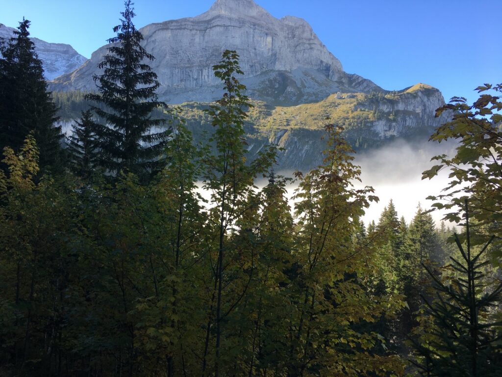 Herbstbäume und Tannen vor mächtigem Felsen, Nebel füllt das Tal.