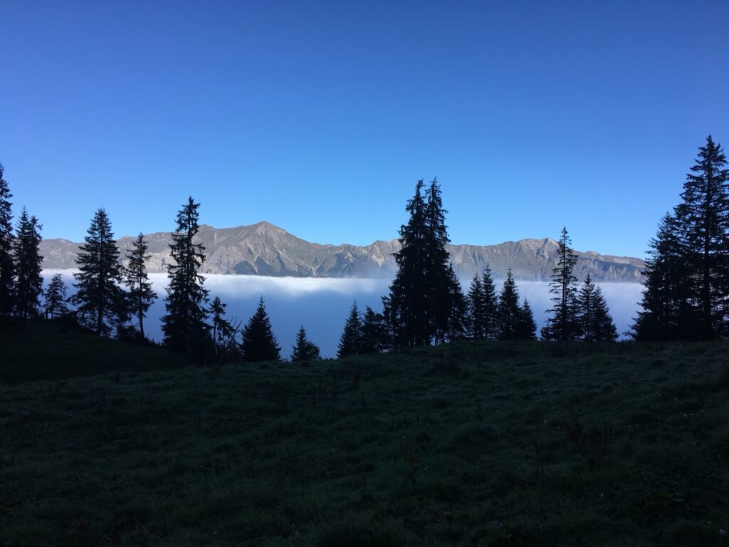 Panorama auf Berge über einem dichten Nebelmeer, Tannen im Vordergrund.