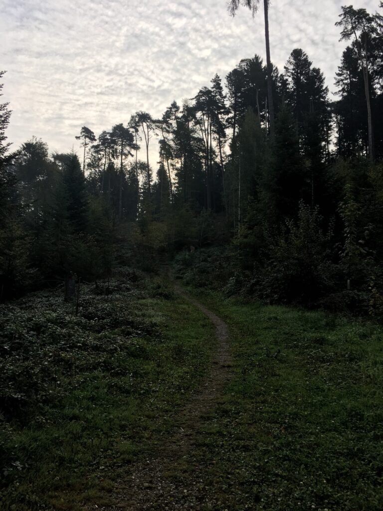 Schmaler Waldpfad, der sich durch dichtes Grün bergauf schlängelt, mit hohen Bäumen vor bewölktem Himmel.