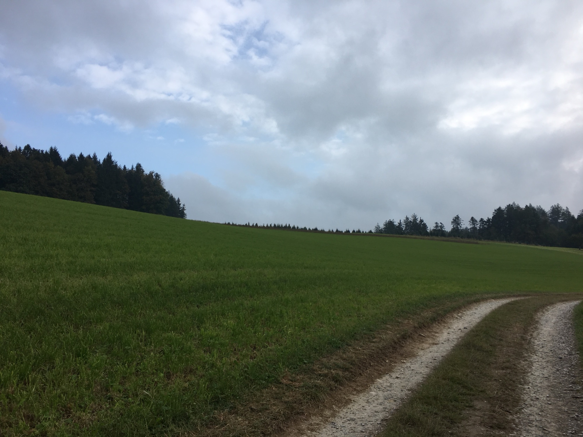 Offener Feldweg entlang einer grünen Wiese, der in Richtung Waldrand führt, unter leicht aufgelockertem Himmel.