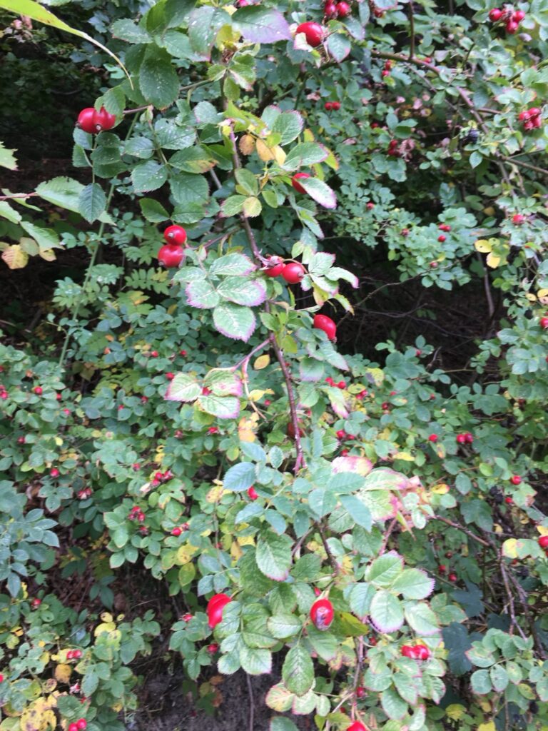Strauch mit roten Hagebutten zwischen grünem Laub am Wegrand.