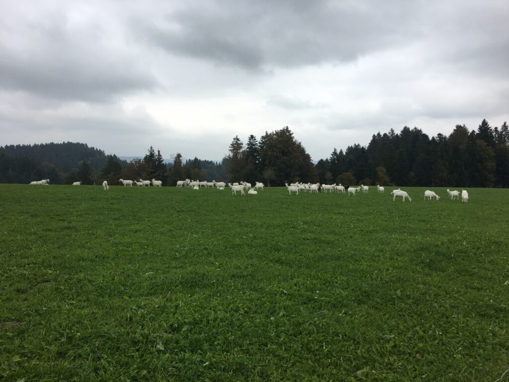 Weite Aussicht über grüne Hügel und Wälder des Emmentals unter grauem Himmel.