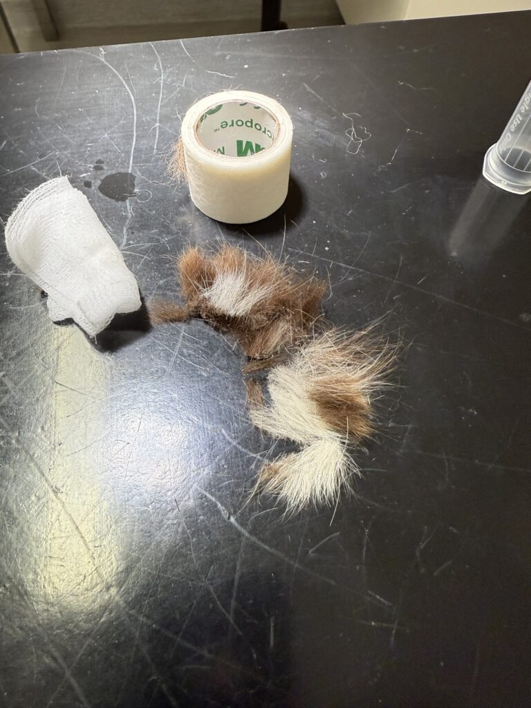 eim Tierarzt in Schweden – die Kommunikation fällt mir schwer, doch ich schaffe es inzwischen besser, ruhig zu bleiben.