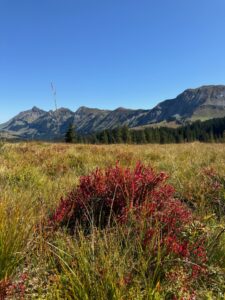 Leuchtend rote Heidelbeerbüsche auf der Lombachalp, dahinter die weissen Gipfel der Berner Alpen im Sonnenlicht.