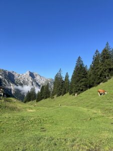 Almwiese am Zwölferkopf: Kühe grasen auf saftig grünem Hang, im Hintergrund schroffe Kalkberge und klarer Himmel.