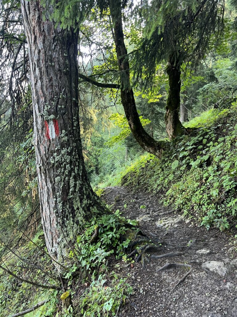Waldpfad zum Bärenkopf: Schmaler Wurzelweg mit rot-weißer Markierung an einer Fichte, dichtes Grün ringsum.