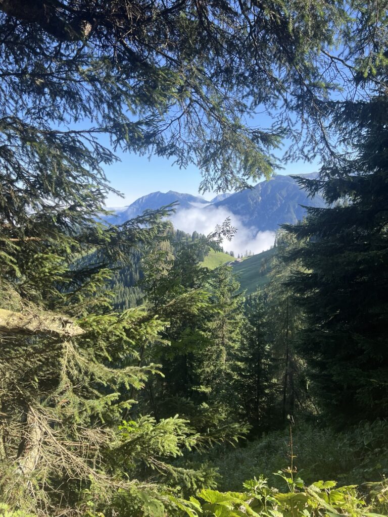 Blick durchs Geäst: Berggipfel mit Wolken, eingerahmt von Fichtenzweigen, malerisches Panorama.