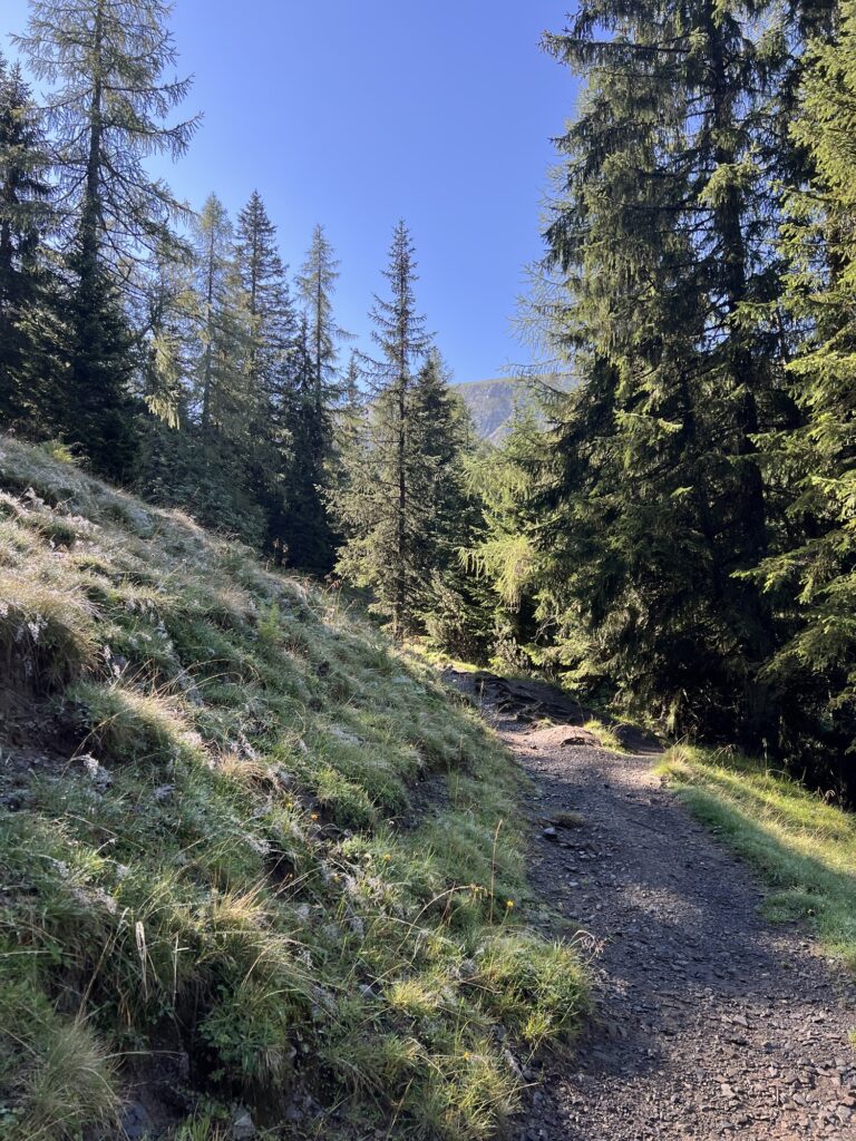 Sonniger Anstieg: Waldlichtung mit Kiesweg, links saftige Wiesen, rechts hohe Fichten im Morgenlicht.
