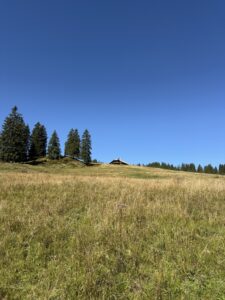 Sanfte Wiesenlandschaft auf der Lombachalp mit einer Hütte auf der Anhöhe, umgeben von Tannen und blauem Himmel.