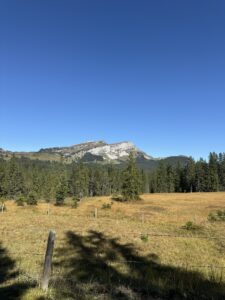 Zaun im Vordergrund einer offenen Alpweide mit Blick auf den Winterröst und dichten Nadelwald auf der Lombachalp.
