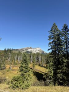 Zaun im Vordergrund einer offenen Alpweide mit Blick auf den Winterröst und dichten Nadelwald auf der Lombachalp.
