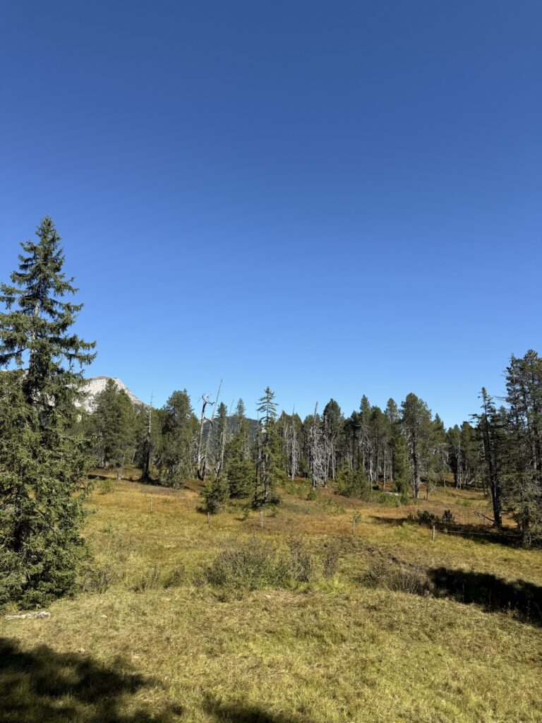 Wälder und lichte Abschnitte auf der Lombachalp mit Blick auf den Winterröst im klaren Herbstlicht.