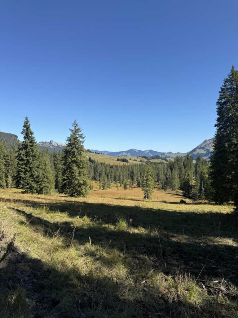 Übergang von Wiesen zu Moorgebiet auf der Lombachalp mit lichten Bäumen und Spuren früherer Trockenheit.