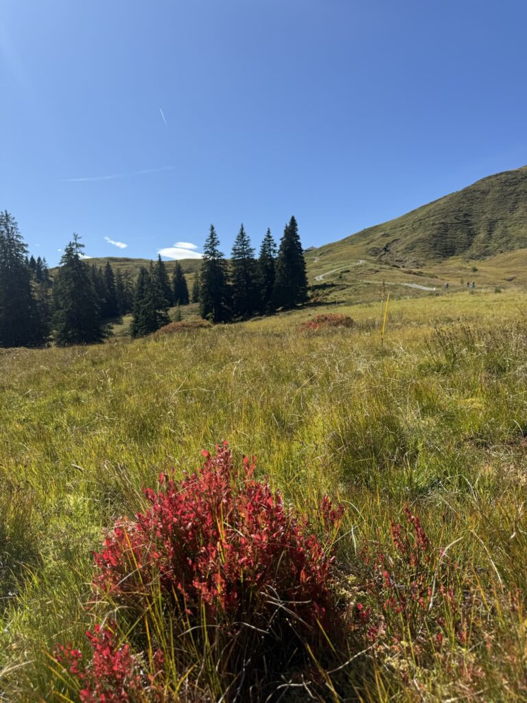 Weite Alpweide auf der Lombachalp mit rotem Heidelbeerstrauch im Vordergrund und klarblauem Himmel – herbstliche Farben im Berner Oberland.