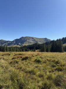 Herbstliche Wiese auf der Lombachalp mit Blick auf den markanten Winterröst und sattgrüne Tannen im Hintergrund.