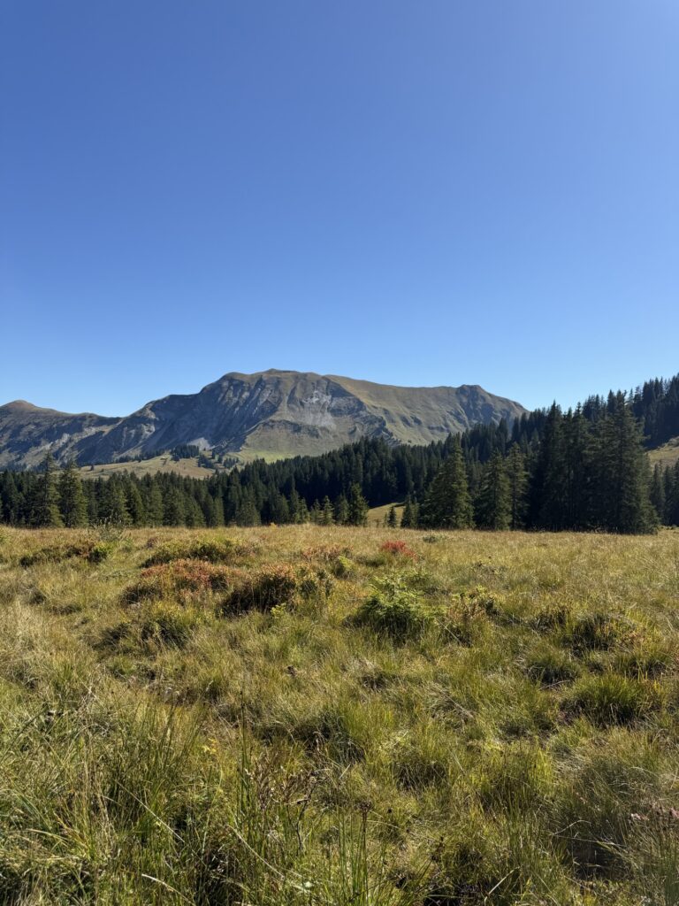 Herbstliche Wiese auf der Lombachalp mit Blick auf den markanten Winterröst und sattgrüne Tannen im Hintergrund.
