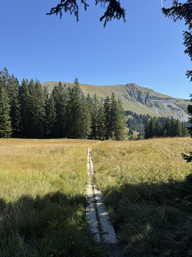 Holzsteg führt durch die Wiesenlandschaft der Lombachalp in Richtung Winterröst – Herbstlicht zwischen Tannen.