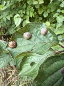 Drei kleine Schnecken mit spiraligen Gehäusen sitzen nebeneinander auf einem grossen grünen Blatt, im Hintergrund dichtes grünes Laub.