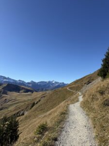 Schmaler Kiespfad durch goldene Wiesen – Panoramaweg oberhalb Adelboden mit Sicht auf die schneebedeckten Gipfel.