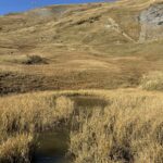 Sumpfige Wiesenlandschaft mit Gräsern und Wasserstellen – natürliche Moorfläche am Blumenweg oberhalb Adelboden.