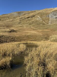 Sumpfige Wiesenlandschaft mit Gräsern und Wasserstellen – natürliche Moorfläche am Blumenweg oberhalb Adelboden.