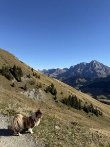 Hund auf Bergweg mit Panoramablick – Aussicht auf markante Gipfel und weite Täler bei strahlend blauem Himmel.