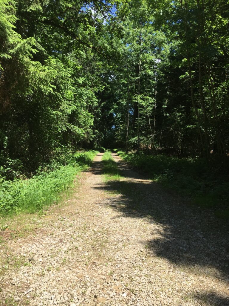 Waldweg: Ein breiter Schotterweg führt gerade durch einen dichten grünen Wald, Sonnenlicht fällt durch die Baumkronen.