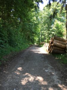 Waldweg mit Holzstapel: Schotterweg im Wald mit einem großen Stapel gefällter Baumstämme am Rand, umgeben von dichtem Grün.