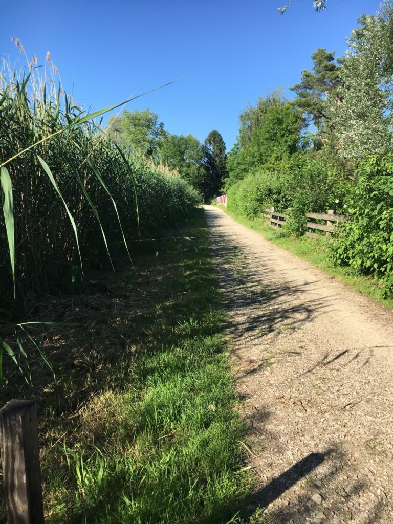 Waldweg: Ein breiter Schotterweg führt gerade durch einen dichten grünen Wald, Sonnenlicht fällt durch die Baumkronen.