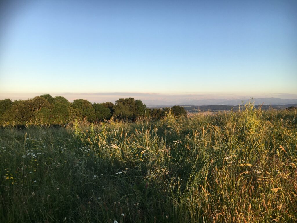 Abendstimmung über Wiesen: Hohe Gräser im Vordergrund, weiter Blick über Bäume und Landschaft bis zum Horizont.