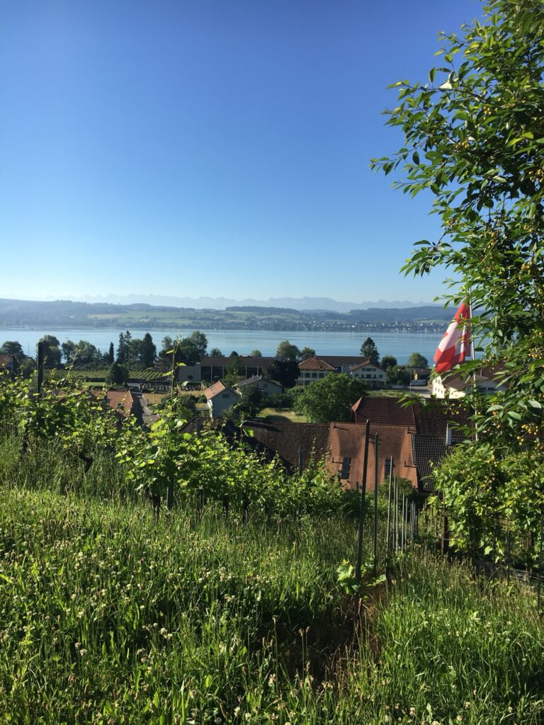 Weinberge am See: Rebstöcke oberhalb des Murtensees, dahinter rote Dächer eines Dorfs und die Alpenkette am Horizont.