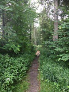Hund läuft auf schmalem, verwachsenem Pfad durch den dichten Mischwald, das Fell leicht feucht vom Regen.