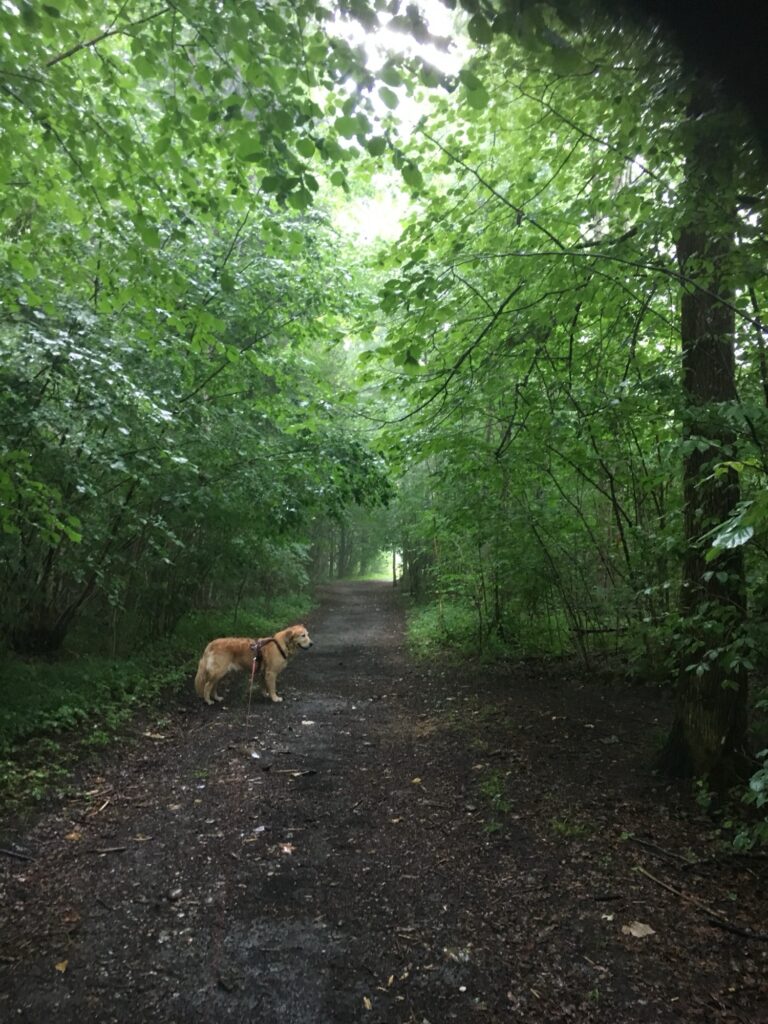 Hund auf nassem Waldweg, umgeben von dichtem Grün und leichtem Regen – ruhige Stimmung im Wald.