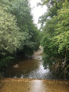 Fliessendes, klares Wasser zwischen Bäumen – ein stiller Abschnitt entlang der Emme.