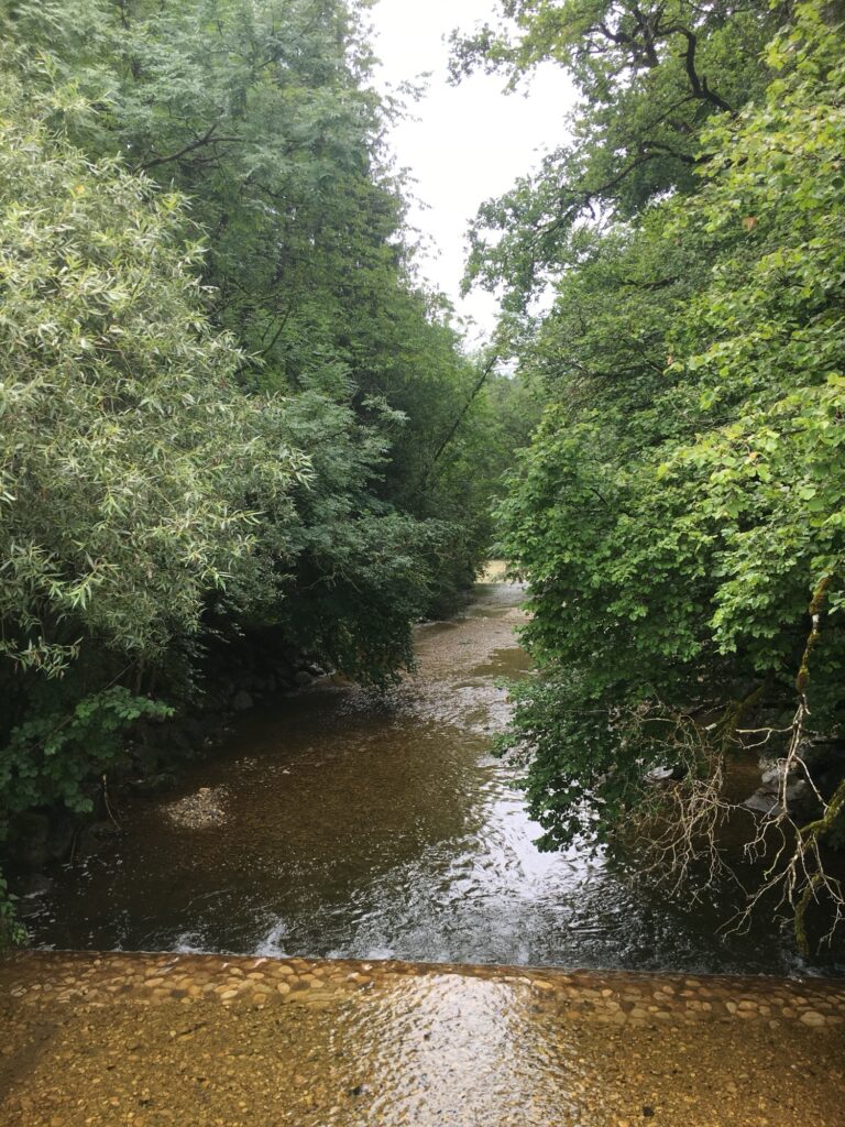 Fliessendes, klares Wasser zwischen Bäumen – ein stiller Abschnitt entlang der Emme.