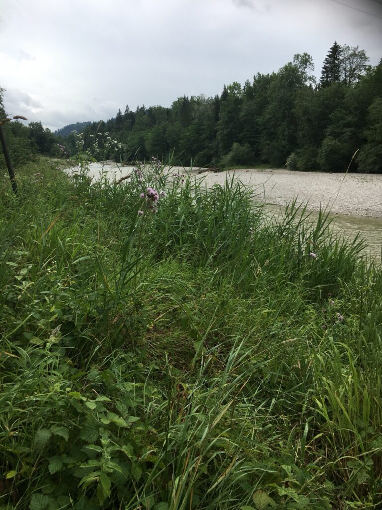 Hohe Gräser und Wildblumen am Ufer der Emme – Blick auf die fliessende Strömung.
