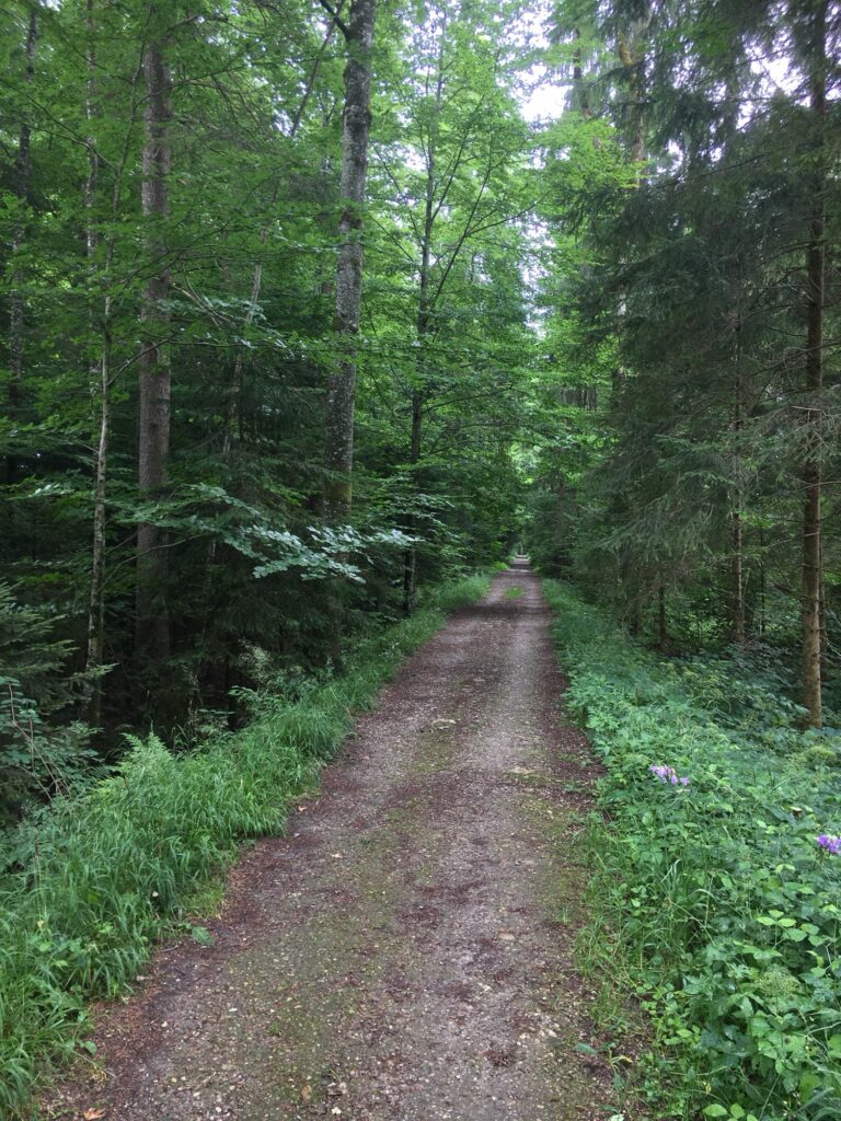 Waldweg mit feuchtem Boden nach Regen, umgeben von dichtem Grün und Farnen.