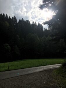 Licht und Regen gleichzeitig – feine Regentropfen tanzen in der Sonne über einer Wiese am Waldrand.