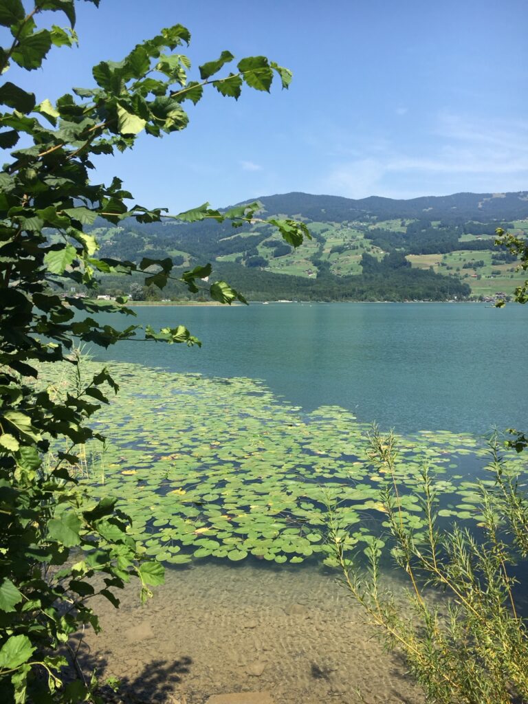 Seerosenfelder: Grosse Fläche mit Seerosenblättern auf dem Wasser, dahinter Berge und Wiesen.