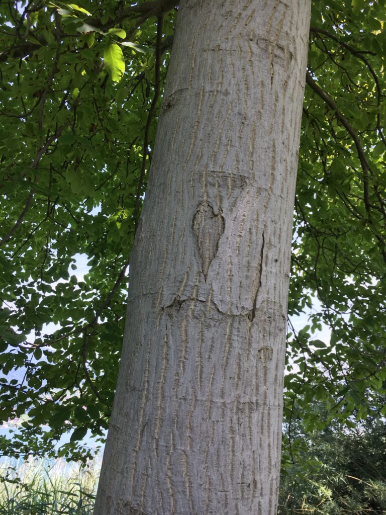 Baumrinde: Detailaufnahme eines Baumstammes mit markanten Linien und eingeritzter Herzform.