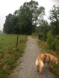 Hund an der Leine auf einem Kiesweg zwischen Wiese und Waldrand, Wegweiser im Hintergrund.