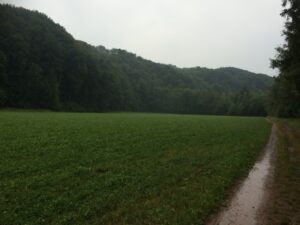 Nasse Wiese vor bewaldeten Hügeln, ein schlammiger Feldweg führt am Waldrand entlang.
