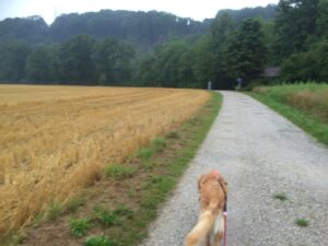 Hund läuft auf regennassem Feldweg entlang, links frisch gepflügtes Feld, rechts Bäume, grauer Himmel.